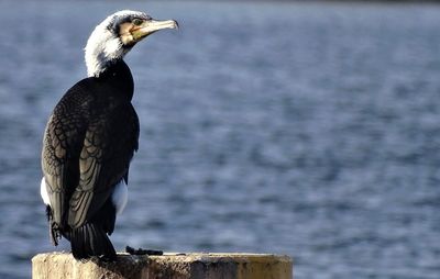 Close-up of bird perching on sea shore