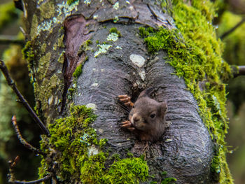 Squirrel on tree trunk