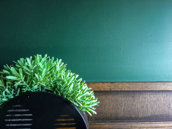 Close-up of potted plant against wall