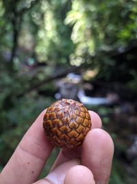 Close-up of hand holding leaf