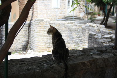 Cat sitting on a stone wall
