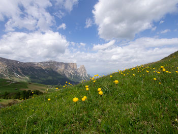 Yellow flowering plants on field against cloudy sky