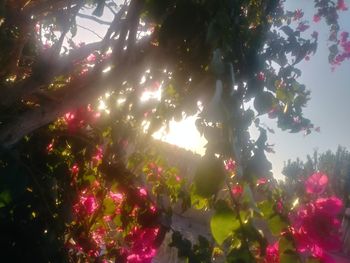 Low angle view of pink flowering tree