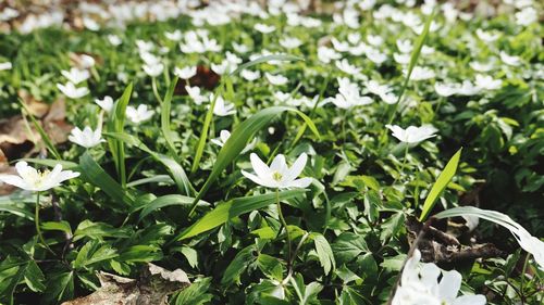 Close-up of white flowering plants on field