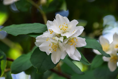 Close-up of white flowering plant
