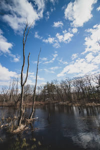 Bare trees by lake against sky in forest