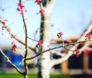 Close-up of cherry blossom tree