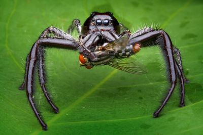 Close-up of spider