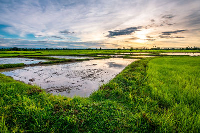 Scenic view of field against sky