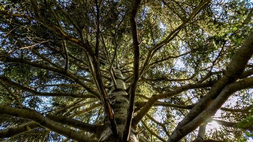 Low angle view of trees