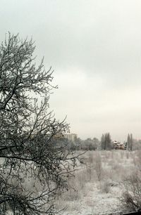 Bare trees in foggy weather