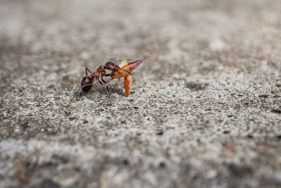 Close-up of insect on land