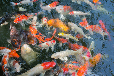 High angle view of koi carps swimming in water