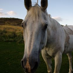 Close-up of horse standing on field against sky