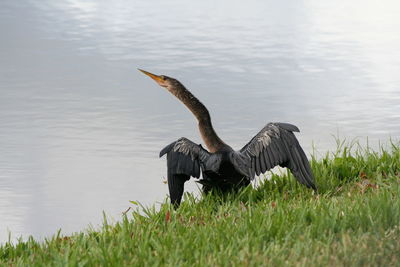 Bird on grass by water