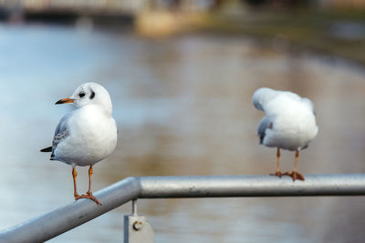 Close-up of seagull perching on water