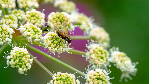 Close-up of bee pollinating on flower