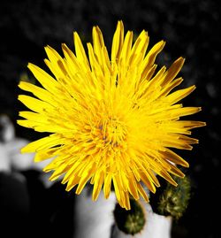 Close-up of yellow dandelion blooming outdoors
