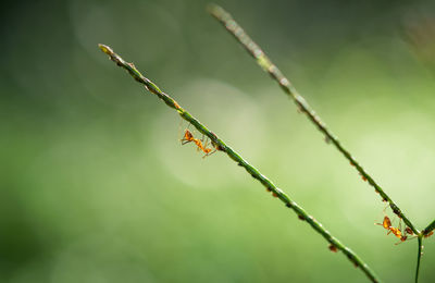 Close-up of insect on plant