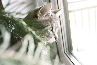 Close-up portrait of a gray striped domestic cat sitting on a window around christmas tree. 