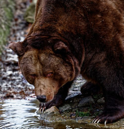 An european brown bear is drinking water at a small pond