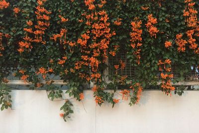 Orange wisteria plant on building
