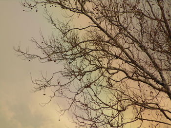 Low angle view of bare tree against sky