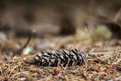 Close-up of pine cone on field