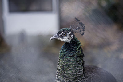 Close-up of a bird