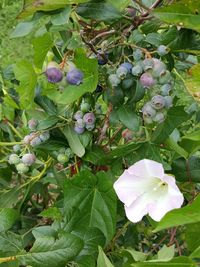 Close-up of flowers blooming outdoors