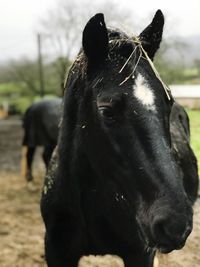 Close-up of black horse on field against sky