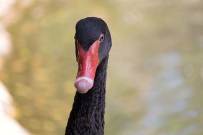 Close-up of a black swan