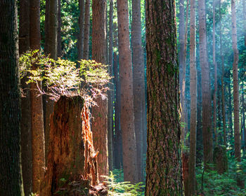 Trees growing in forest