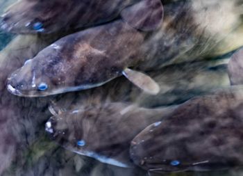 Close-up of fish in sea