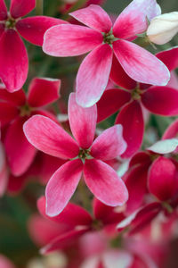 Close-up of pink flowering plant