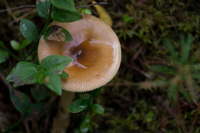 Close-up of mushroom growing on plant