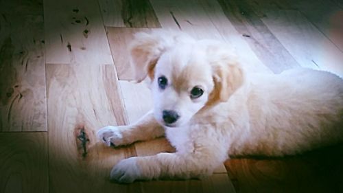 Portrait of dog lying on hardwood floor