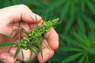 Close-up of hand holding leaves