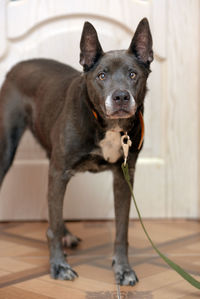 Portrait of dog standing on floor at home