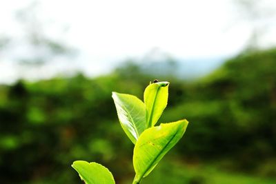 Close-up of plant against blurred background