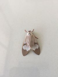 High angle view of butterfly on white background