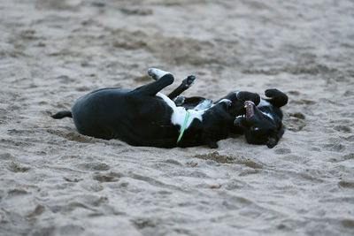 Black dog lying on the beach
