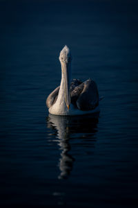 Close-up of pelican