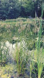 Plants growing in lake