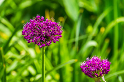 Close-up of purple pink flower on field