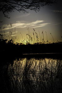 Silhouette plants by lake against sky during sunset