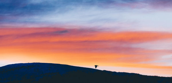 Silhouette bird flying against dramatic sky during sunset