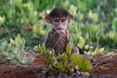 Portrait of monkey sitting on field