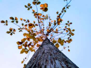 Low angle view of tree against sky