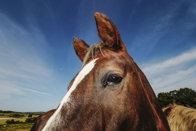 Low angle view of horse against sky